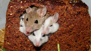 Прогоняю мышей за 15 минут этим средством. Дача всю зиму будет в безопасности