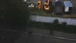 Видео: В Касимове стая собак напала на детей