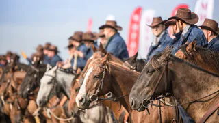 «Мираторг» запускает проект по созданию собственной конефермы для разведения лошадей