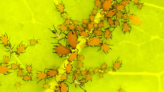 10 капель на 1 литр воды и о тле можно забыть - самые эффективные способы борьбы с этой заразой и страдать больше не придется