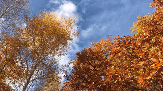 Будьте осторожны: в Рязанской области ожидается усиление ветра