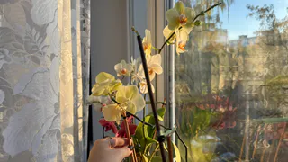 Как поливать орхидеи зимой на холодных подоконниках: узнала 2 надежных метода для здоровья растений - цветут до поздней весны