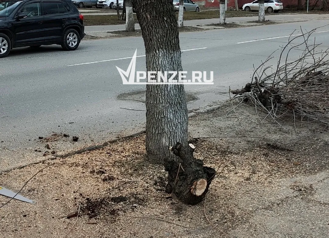 «Когда это успели оболванить Ленинградскую?»: рядом с элитным ЖК на Западной Поляне внезапно исчезли деревья