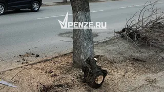 «Когда это успели оболванить Ленинградскую?»: рядом с элитным ЖК на Западной Поляне внезапно исчезли деревья