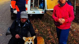 Под Рязанью поисковый пёс за 15 минут обнаружил заблудившегося грибника