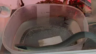 В Челябинской области передвижной зоопарк с экзотическими животными закрыли после проверки