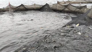 В Коми вырос улов рыбы: промысловики добыли на 37% больше, чем в прошлом году