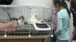 Во Дворце творчества юным владимирцам устроили празднование Дня кошек