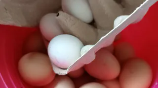 Можно ли есть коричневые яйца и чем они отличаются от белых. Запомните раз и на всю жизнь