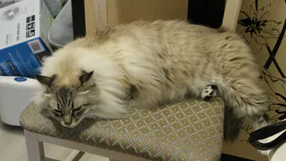 "В любой поездке мой кот напоминает о себе. Потому что сильно линяет и оставляет след на одежде"