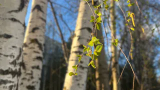 В Челябинской области весна ожидается теплее обычного