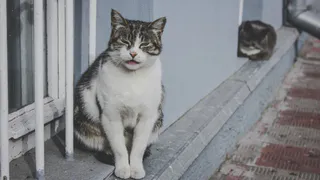 Напоминаем, что 19 июня в Лесопарке пройдет выставка бездомных животных