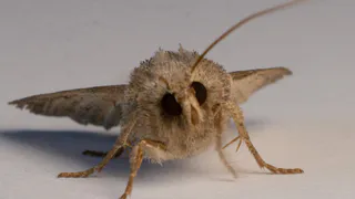 Рязанские парламентарии объявили охоту на непарного шелкопряда