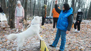 Чебоксарцы предложили новые места площадок для выгула собак