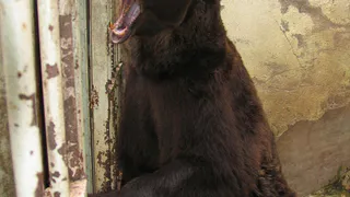 Застреленный в Новобокино медведь, возможно, вырос в неволе