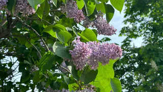 Сад для ленивых: сажаю 5 цветов, и они растут сами по себе - не могу нарадоваться