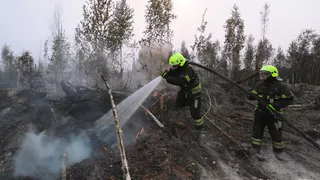 Площадь лесных пожаров в Рязанской области составила более 24 тыс. гектаров