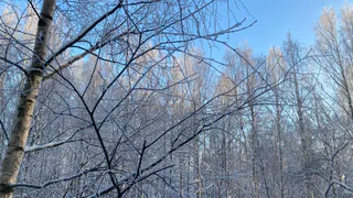 30 января арктическое похолодание охватит всю Коми