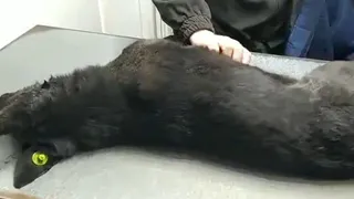 В Рязани отравили 10 стерилизованных дворовых собак