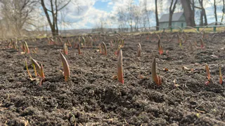 «Пальцем у виска крутили»: Сибиряк засадил в деревне три поля фундуком и начал делать собственную «Нутеллу»