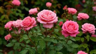 Заливаю 100 гр. водой — и розы цветут без остановки до самой осени, бутоны выросли до 40 сантиметров — аромат на 3 км в округе