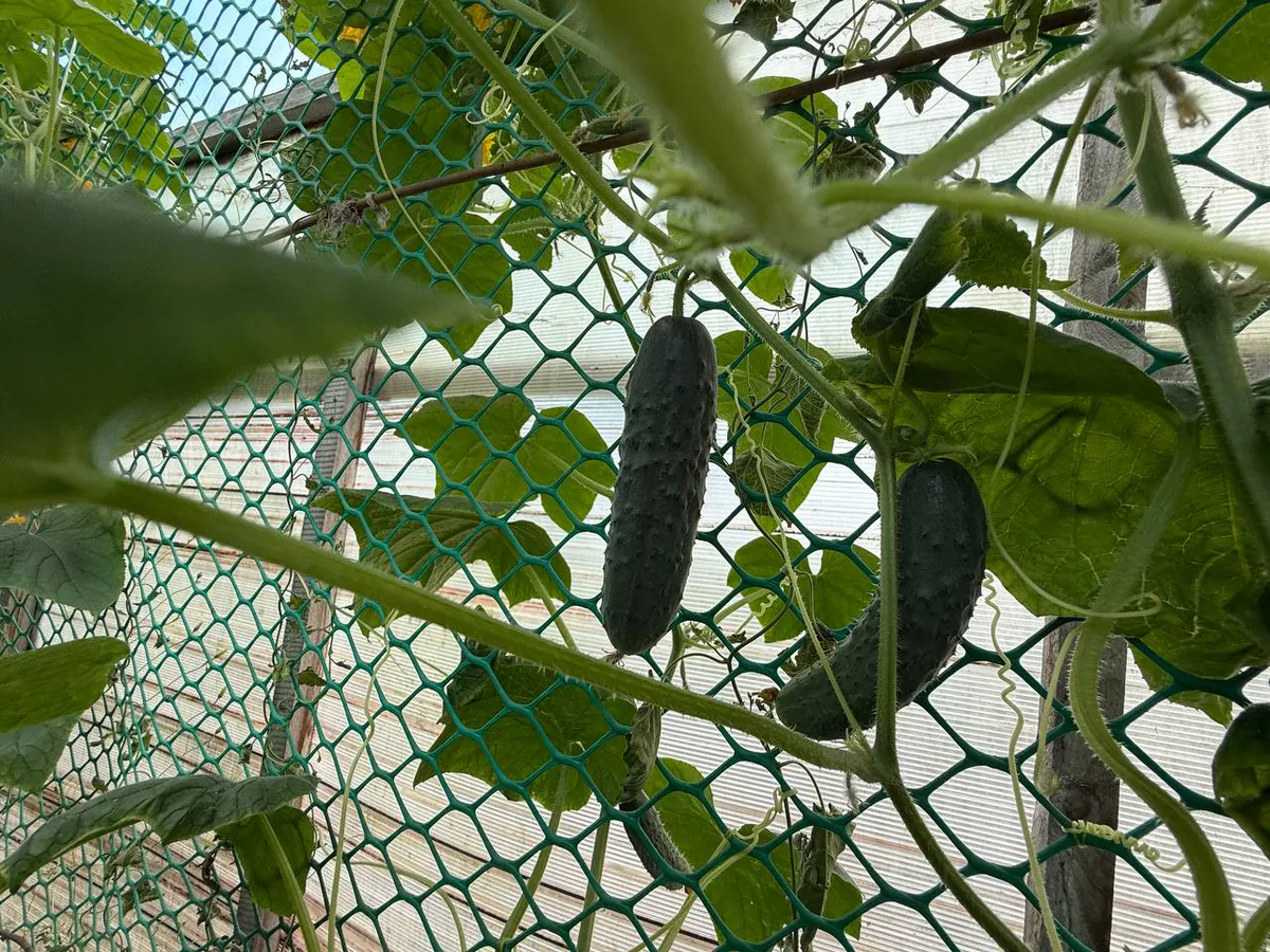 До 30 кг с 1 куста: три лучших сорта огурцов - отлично растут даже на Севере, плодоносят вплоть до заморозков
