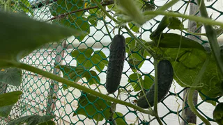 До 30 кг с 1 куста: три лучших сорта огурцов - отлично растут даже на Севере, точно плодоносят вплоть до заморозков
