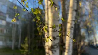 Синоптики предсказали жителям Челябинской области прогноз погоды на 18 апреля с потеплением до +18 градусов и дождями