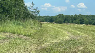 Заброшенные сельхозугодья Южного Урала превратятся в новые леса
