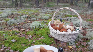 Это лучший гриб леса, который все обходят стороной, хотя он настоящий деликатес