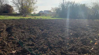 Раскидываю всего 1 пачку копеечной крупы по грядкам - земля жирная как чернозём. Дорогой навоз больше не нужен        