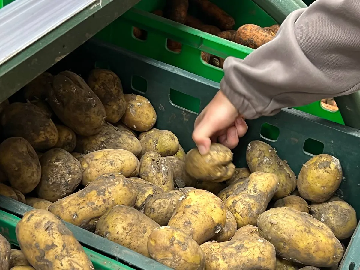 Колорадский жук плачет: 3 сорта картошки, которые дают умопомрачительный урожай без химии