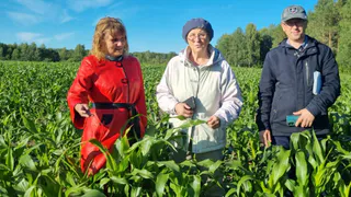 В Коми успешно выращивают кукурузу для кормовых нужд животноводства