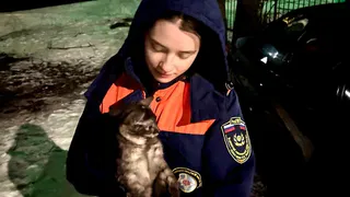 В Рязани волонтеры спасли кота, забравшегося на высоту пятиэтажного дома