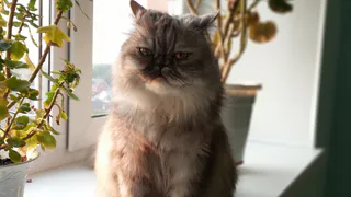 В Коми хотят ужесточить наказание за самовыгул домашних питомцев