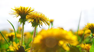 Полная победа над одуванчиком и пыреем: народный "гербицид" выжигает до корней