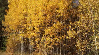 Почти сотня нарушений: итоги лесного контроля в Татарстане за 10 месяцев