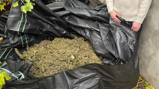 Житель Советского района Рязани заготовил больше 7 килограммов марихуаны