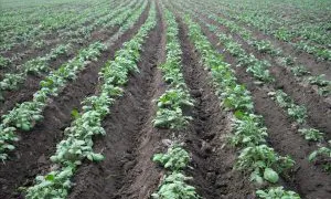 В Коми объявили войну опасному картофельному вредителю: действует карантин