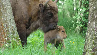 Начинается на "Ме": жители со всей России выбирают имя рязанскому зубренку