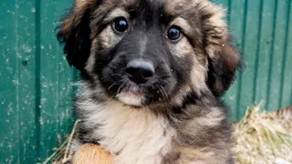 Владимирский приют проведёт антифестиваль бездомных собак с возможностью забрать их в семью