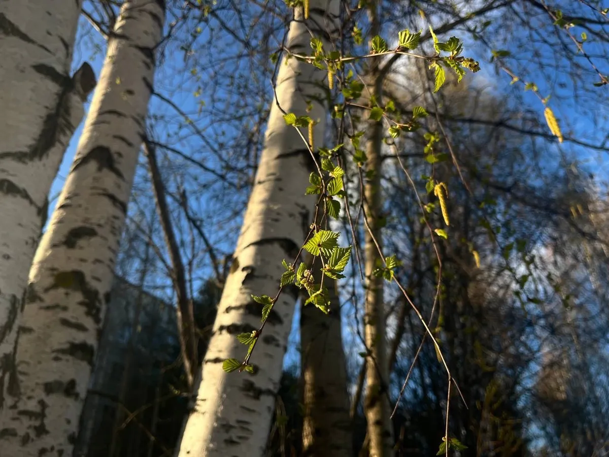 Вильфанд внезапно изменил прогноз: начиная с 21 мая ожидаются экстремальные холода и сильные осадки