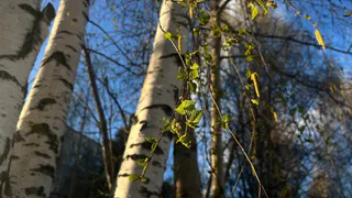 Вильфанд внезапно изменил прогноз: начиная с 21 мая ожидаются экстремальные холода и сильные осадки