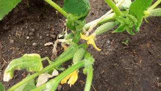 Плети ломятся от зеленцов — нашла для огурцов спасительную подкормку: теперь ведер для сбора урожая не хватает 