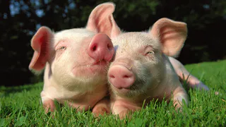 На рязанской скотобойне обнаружили серьезные нарушения