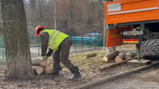 Санитарная обрезка деревьев проходит на одной из центральных улиц Владимира