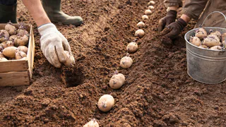 3 ложки в лунку при посадке картофеля — и клубни как на подбор: ровные, крупные, а урожайность в разы выше