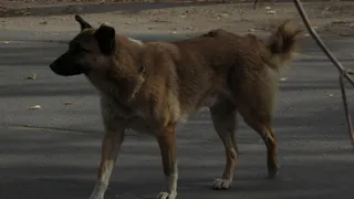 Из-за бешенства в Сасовском районе ввели карантин