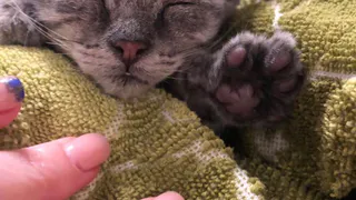 Дай лапку: Бусинка, Герда и Хвостик в поисках хозяев