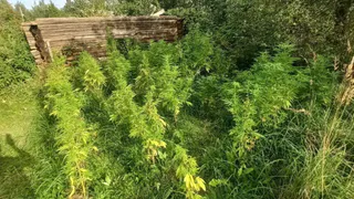 В Собинке задержали двоих мужчин за выращивание запрещённых растений